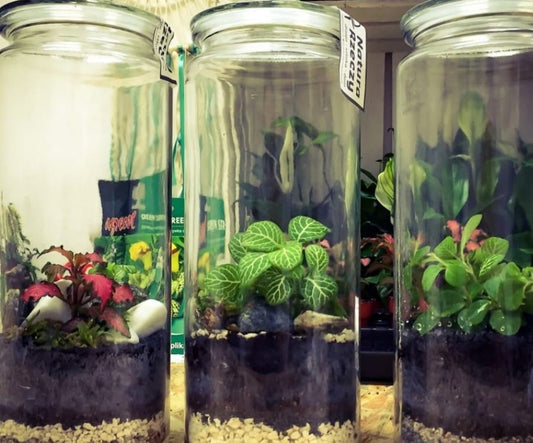 Build Your Own Terrarium Workshop - October 19th 3p-4p